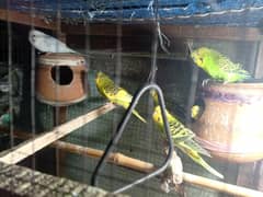 budgie Bird