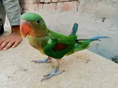 kashmiri Raw Parrot