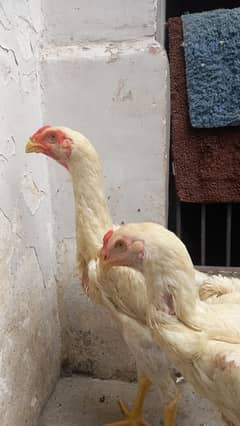 2 male high quality pure shamo for sale  only serious buyer reply