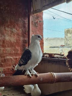 pigeons