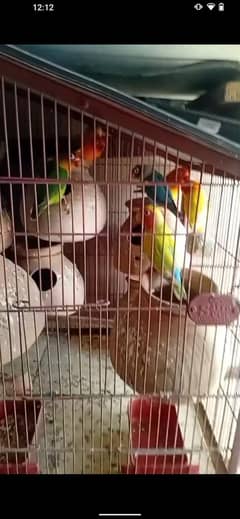 mix love bird available ha 1500 pair and fawn java phata available ha