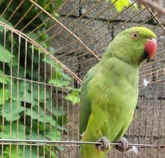 Green Ringneck Female 03161064919