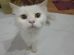 Adoption persian cats triple coated vaccinated. fluffy cats