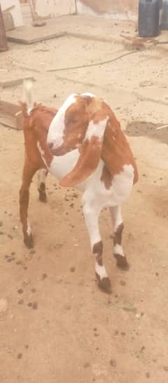 bakri