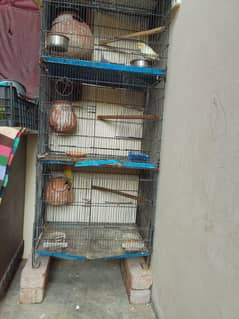 Latino pair and cocktiel pair With pinjra big  0,3,0,2,1,1,4,9,4,5,9