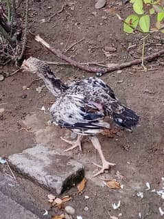 aseel sindhi murgha for sale