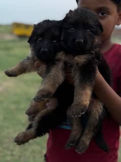 German shepherd female puppies