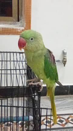 FEMALE TAMED TALKING PARROT