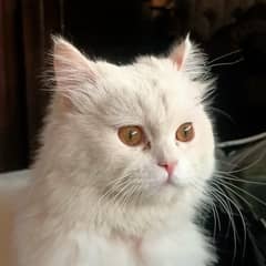 beautiful Persian male cat