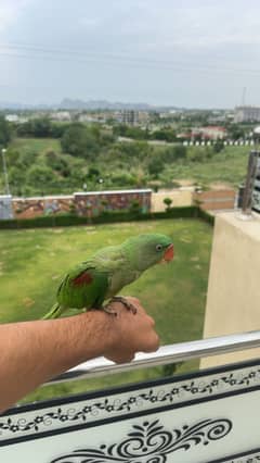 Kashmiri raw parrot