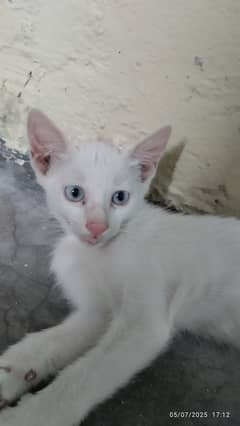 Cats for Adoption