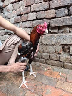 Pure Aseel Sath Mein Bache bhi. . .