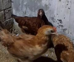 golden mishre hen