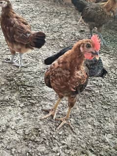 Golden Misri Chicks (choozay)