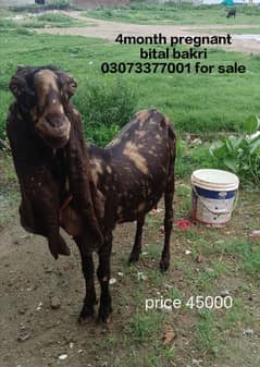 bital bakri