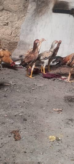 aseel hen ready to first bread Hein