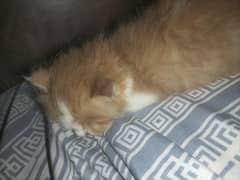 Persian cat cute baby