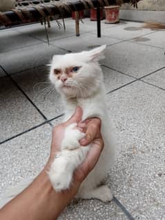 1year Cat female  pershine 2 eyes coler