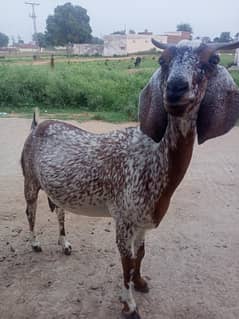 bakriyo for sale location gujar khan