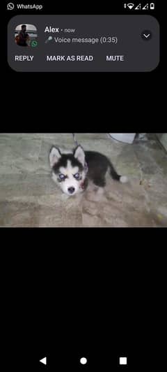 hasky pappy