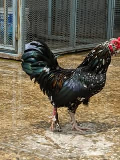 bantam hens and adult pairs for sale in Islamabad