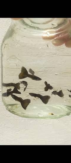 black mosscow and betta