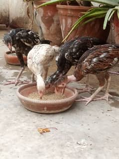 Aseel pathy for sale