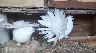2 breeder pairs  pigeons