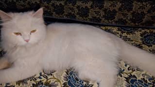 cat for sale