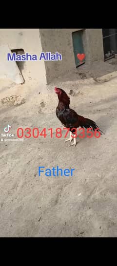 Aseel chicks