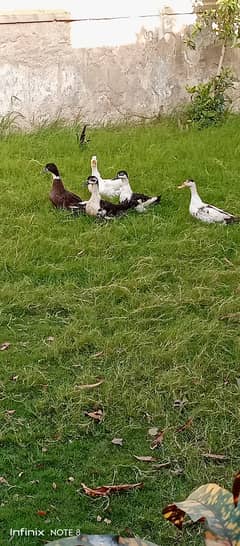 Ducks