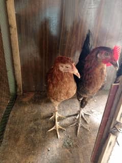 Hen long neck
