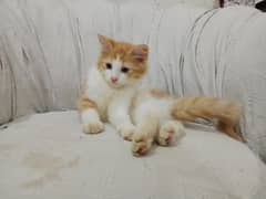 these kittens pop on their plastic tub and eat cats food .
