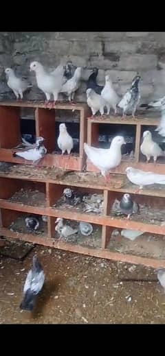 King pigeon / sharazi pigeon /taddy pigeon