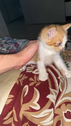 Persian kittens pair