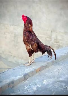 murga