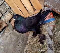Pigeon for sale