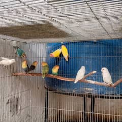 love birds