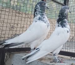 Piplan Breader Pair
