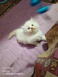 kitten blue eyes
