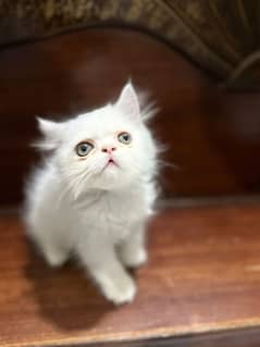 Peke Face Kitten