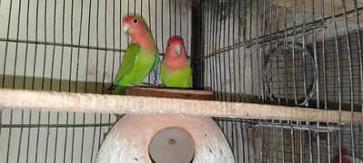 lotino braider pair sell urgent final 2000