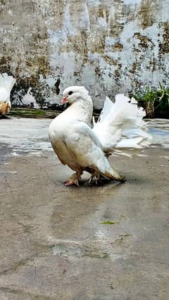 Original Lucky kabotar