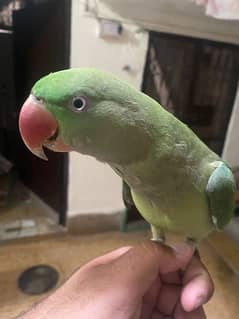 Raw parrot