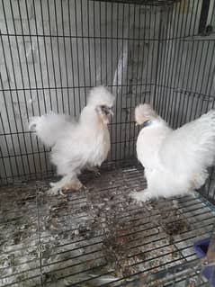 Pure sikie hens trio