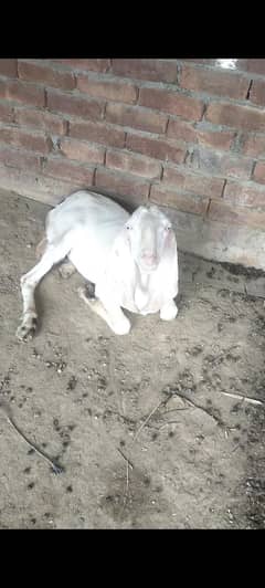 2 dant rajan puri bakra andal meat average 14 kg