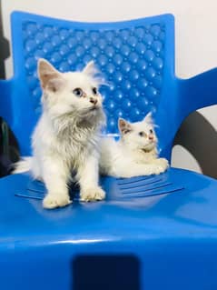 blue colour eyes pure kitten urgent sale