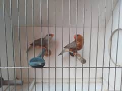Full orange