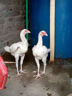 breed white hera+aseel mianwali