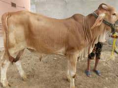 For sell 03233225526